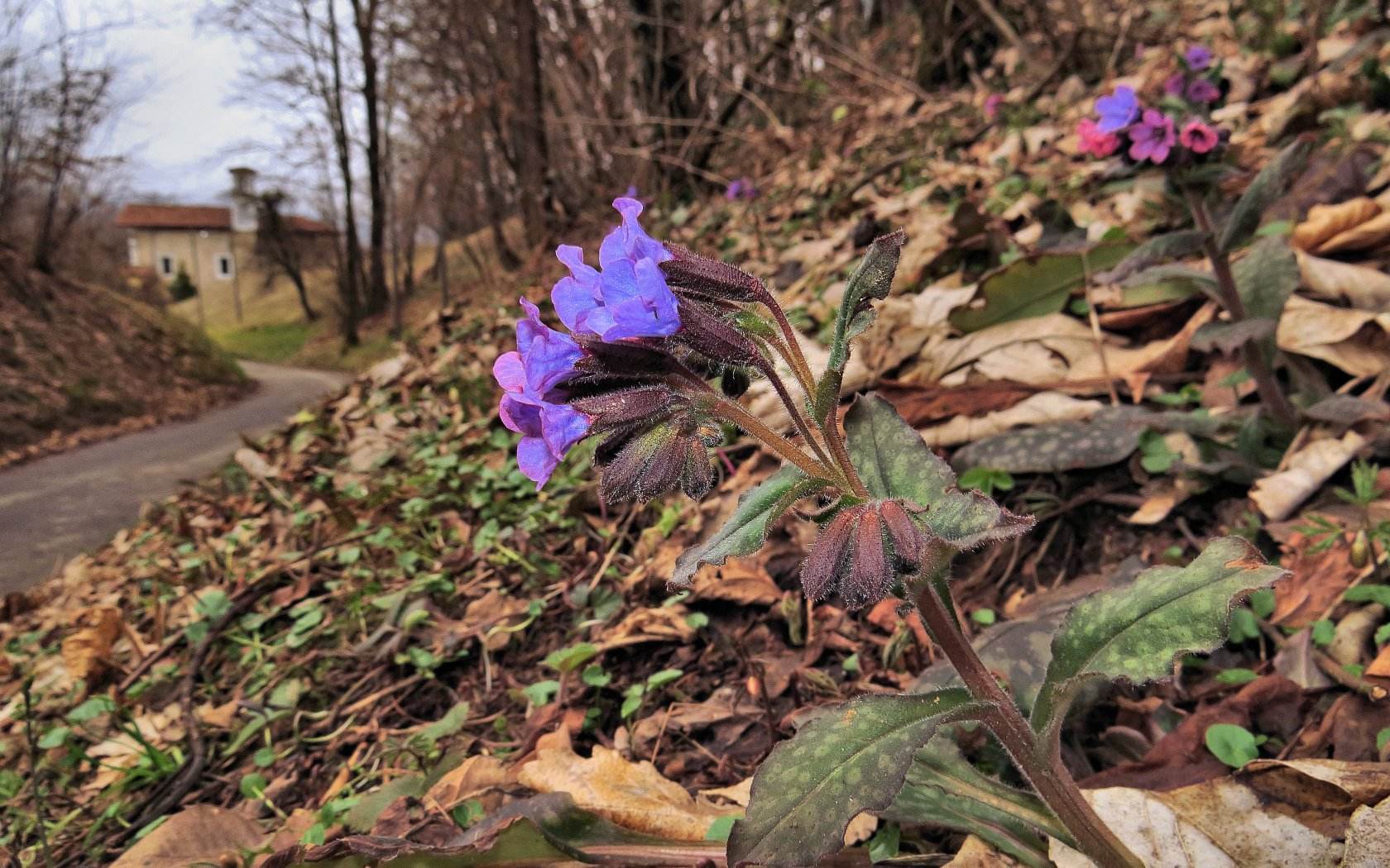 Le ultime arrivate tra le piante gi fiorite